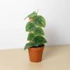 Monstera Dubia (Shingle Plant)