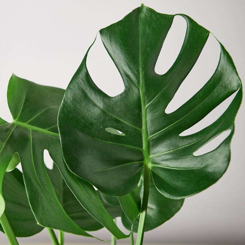 Monstera Split Leaf