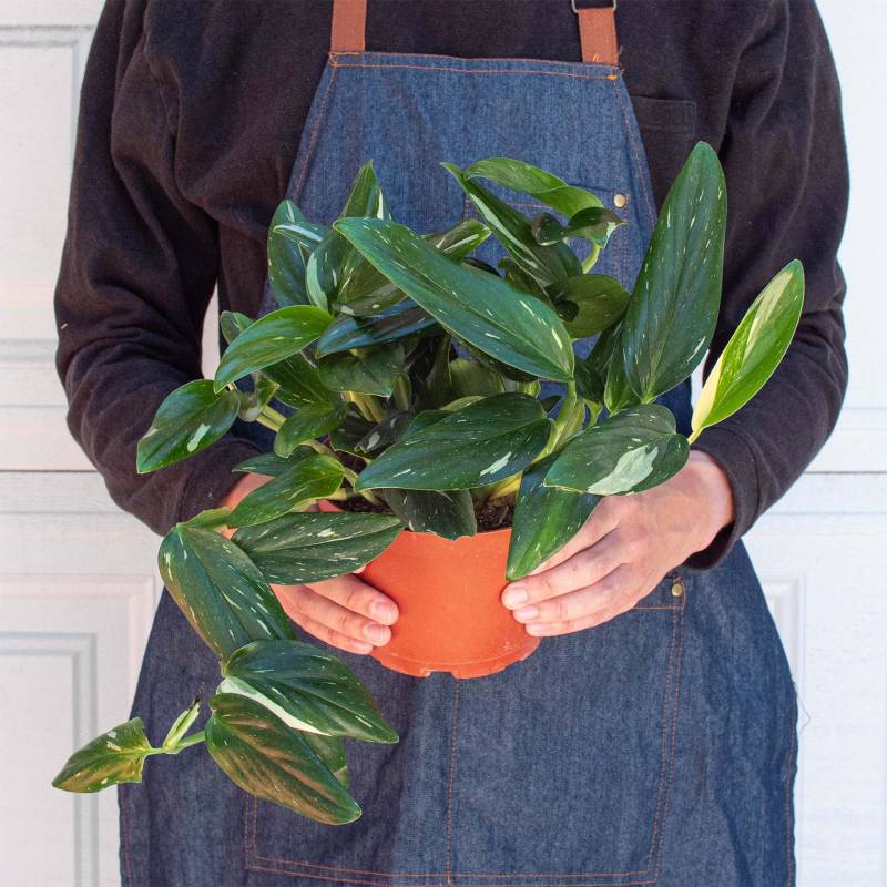 Monstera Standeleyana Albo Variegated