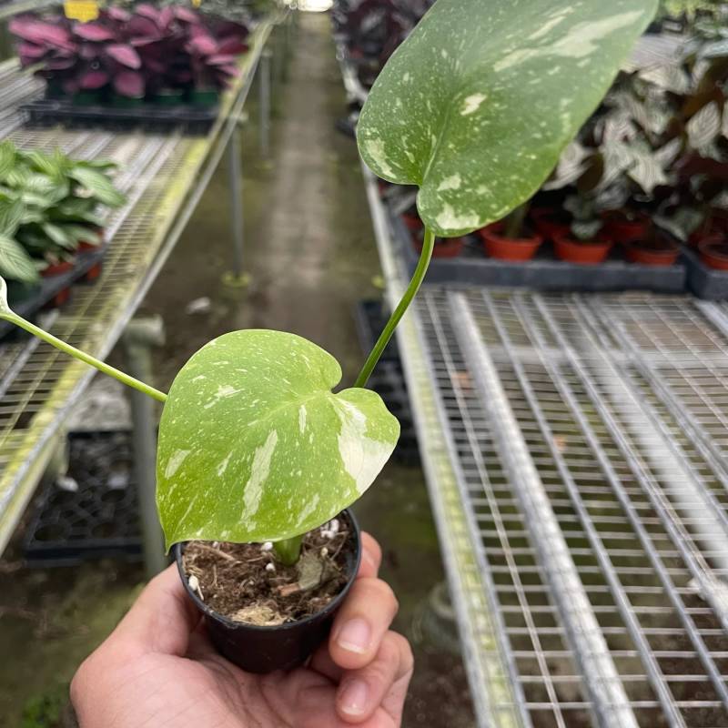 Monstera Thai Constellation - Image 6