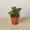 Nematanthus Black Goldfish Plant