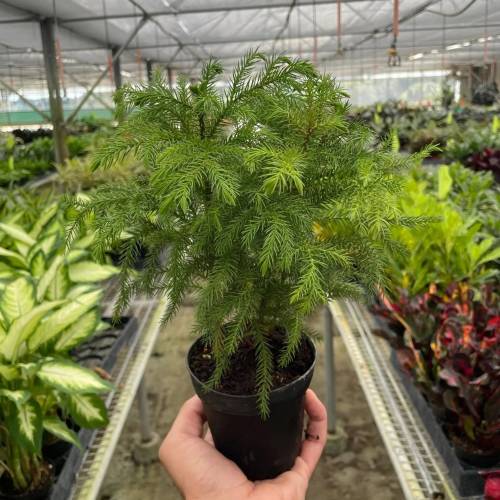 Norfolk Island Pine