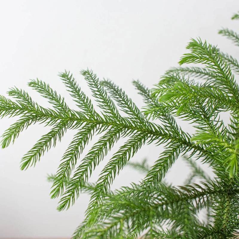 Norfolk Island Pine