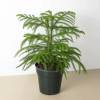 Norfolk Island Pine