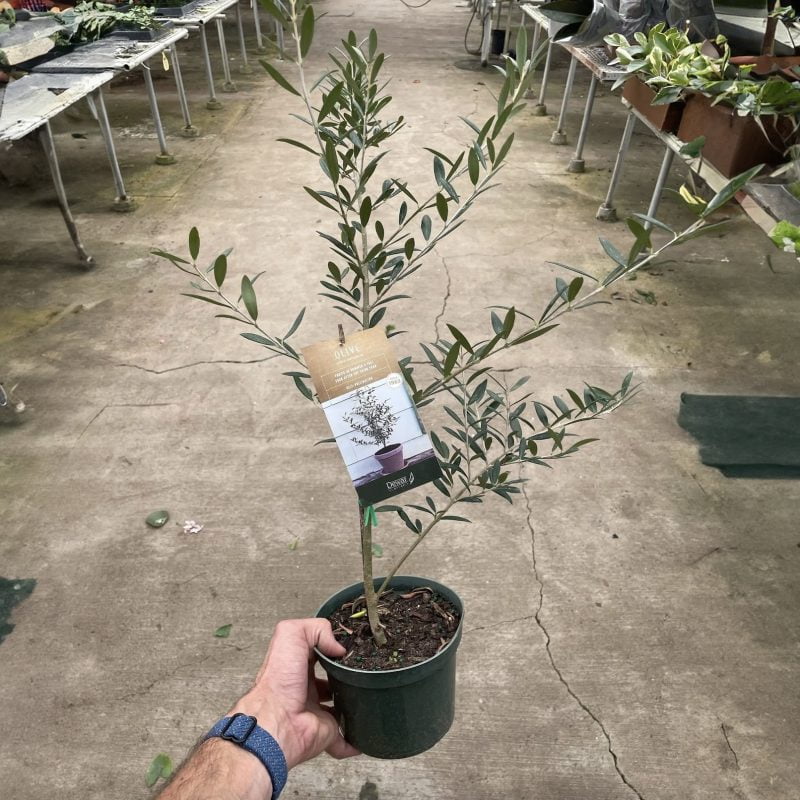 Olive Tree (Olea europaea)