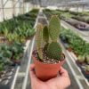Opuntia Microdasys - Bunny Ear Cactus
