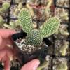 Opuntia Microdasys - Bunny Ear Cactus