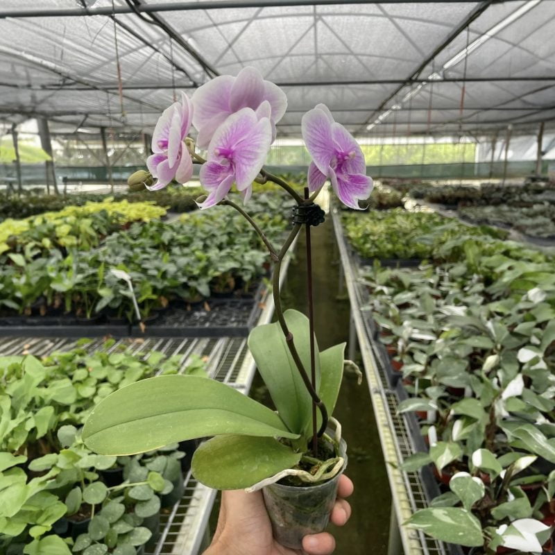 Orchid Light Pink Phalaenopsis