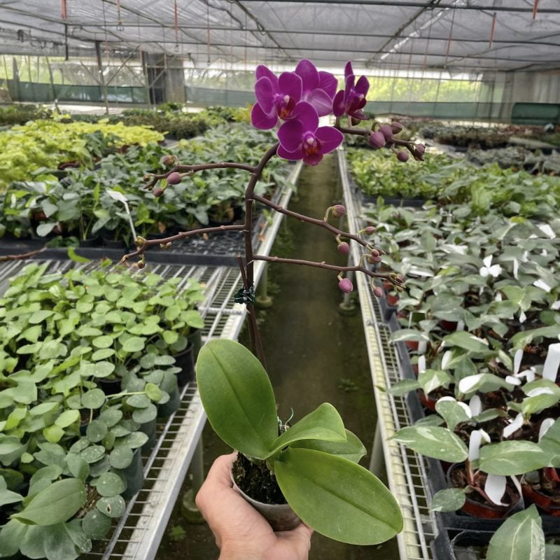 Orchid Purple Fucshia Phalaenopsis