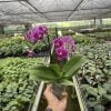 Orchid Purple Spotted Phalaenopsis