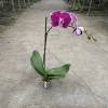 Orchid Purple Spotted Phalaenopsis