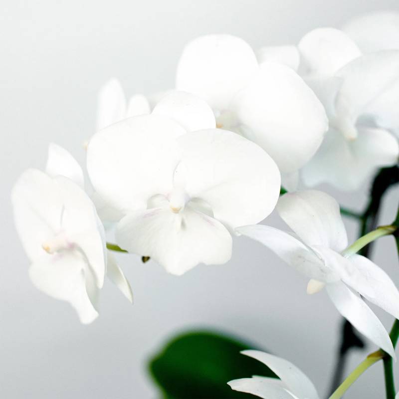 Orchid White Phalaenopsis