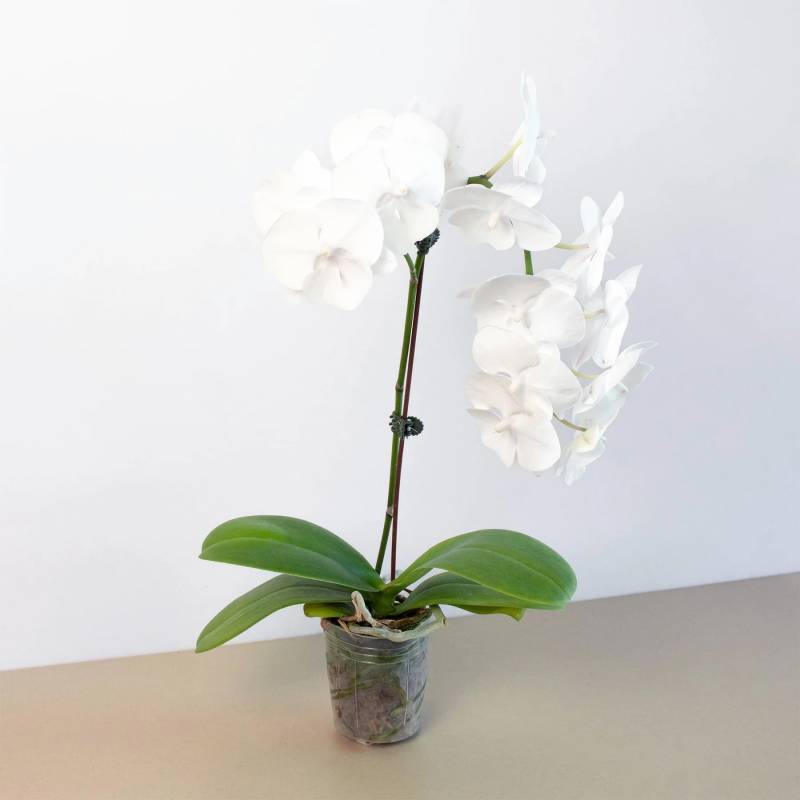 Orchid White Phalaenopsis