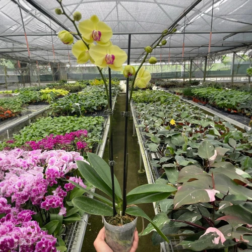 Orchid Yellow Phalaenopsis-1