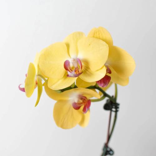 Orchid Yellow Phalaenopsis-1