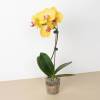 Orchid Yellow Phalaenopsis-1