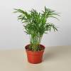 Parlor Palm