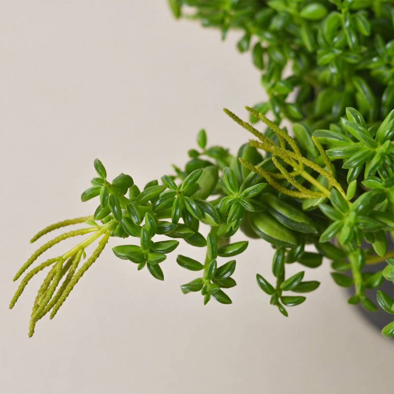 Peperomia Axillaris