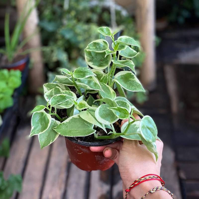 Peperomia Cupid