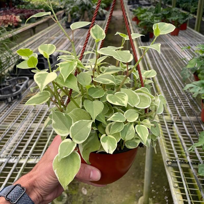 Peperomia Cupid - Image 2