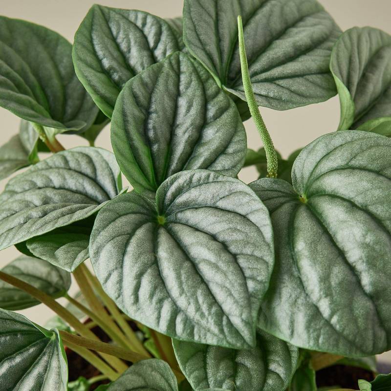 Peperomia Frost