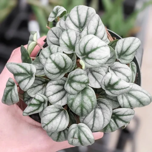 Peperomia Frost