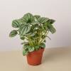 Peperomia Frost