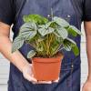 Peperomia Frost