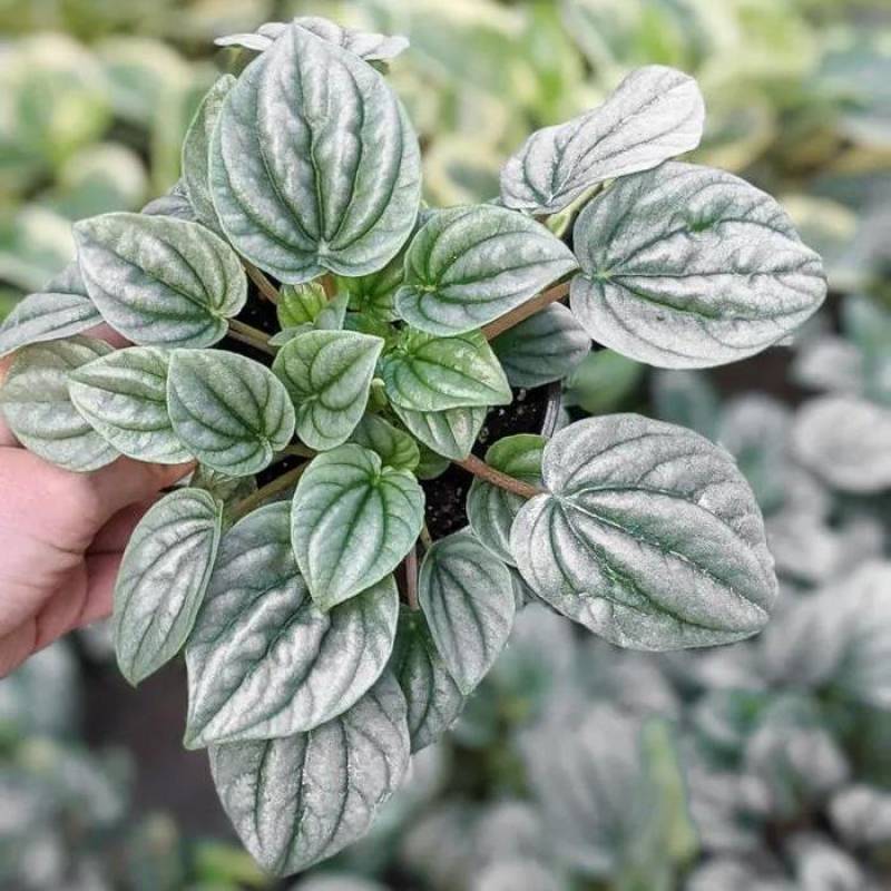 Peperomia Frost