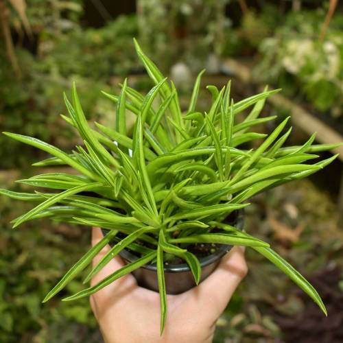 Peperomia Green Bean