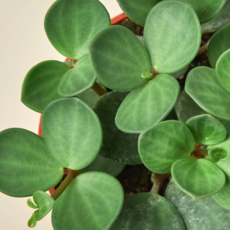 Peperomia Hope