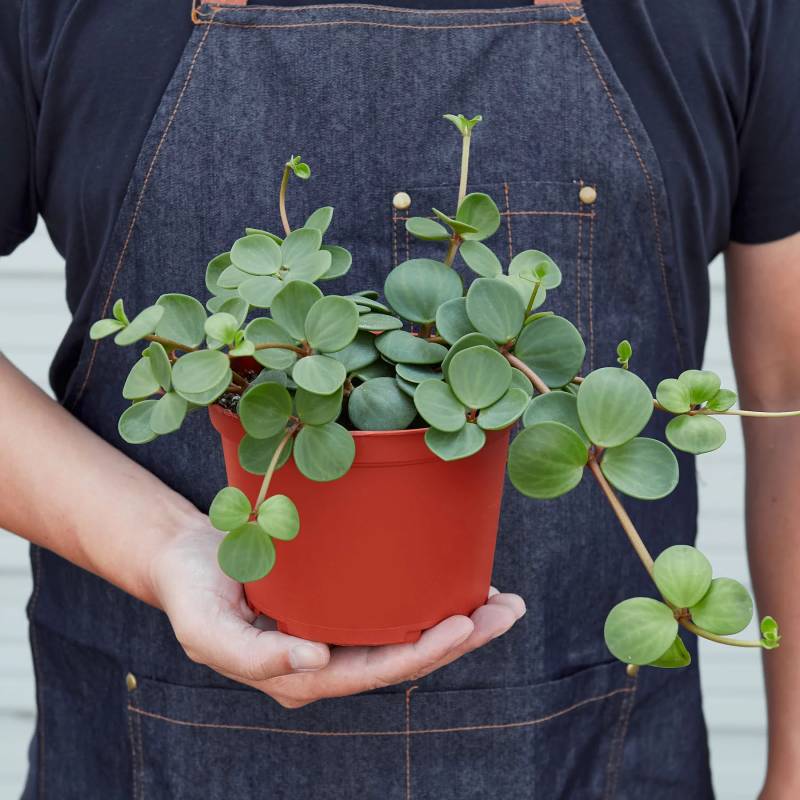 Peperomia Hope