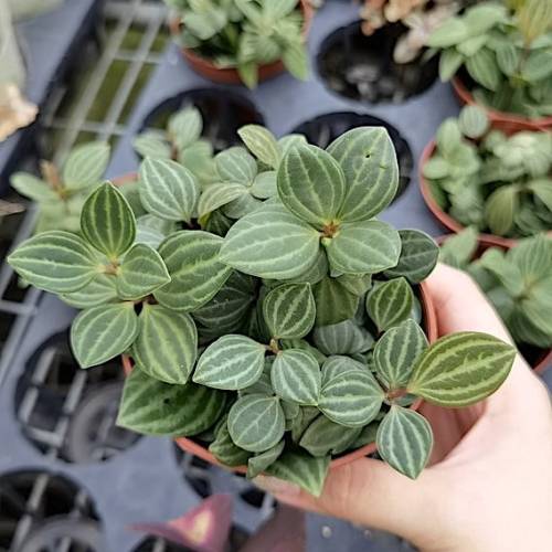 Peperomia Parallel