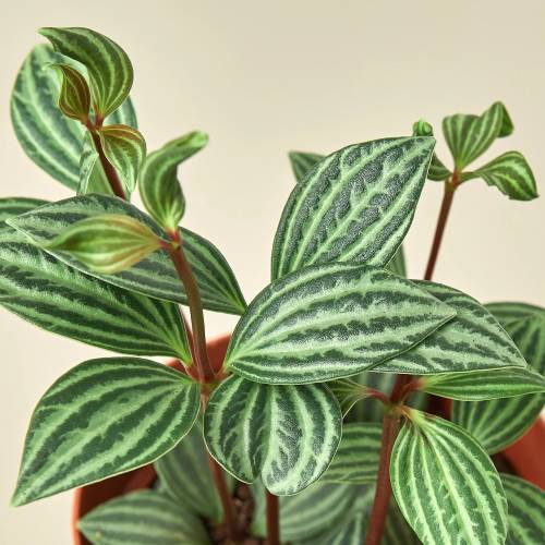 Peperomia Parallel