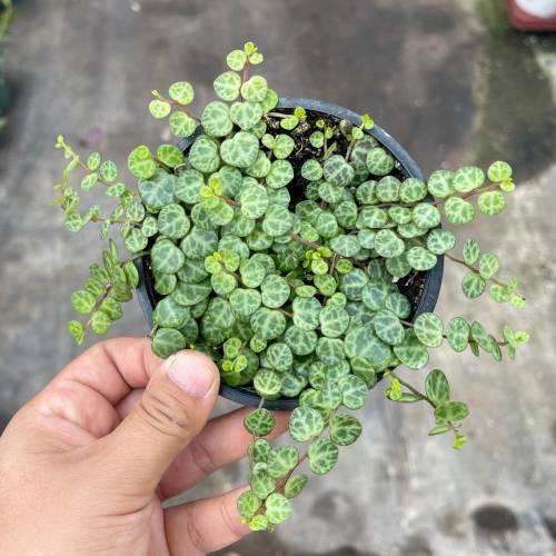 Peperomia Prostrata