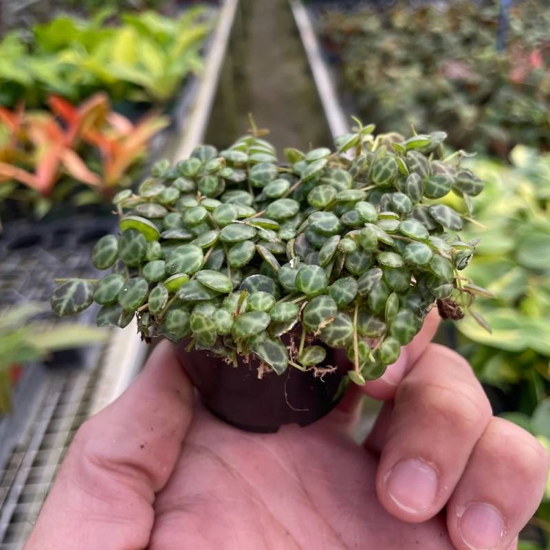 Peperomia Prostrata String of Turtles - Image 6