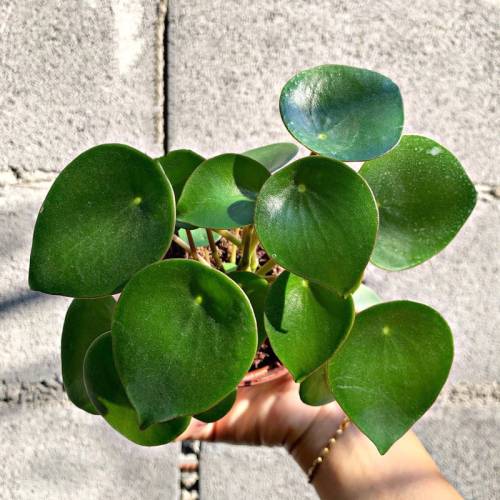 Peperomia Raindrop