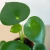 Peperomia Raindrop