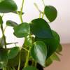 Peperomia Raindrop