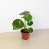 Peperomia Raindrop