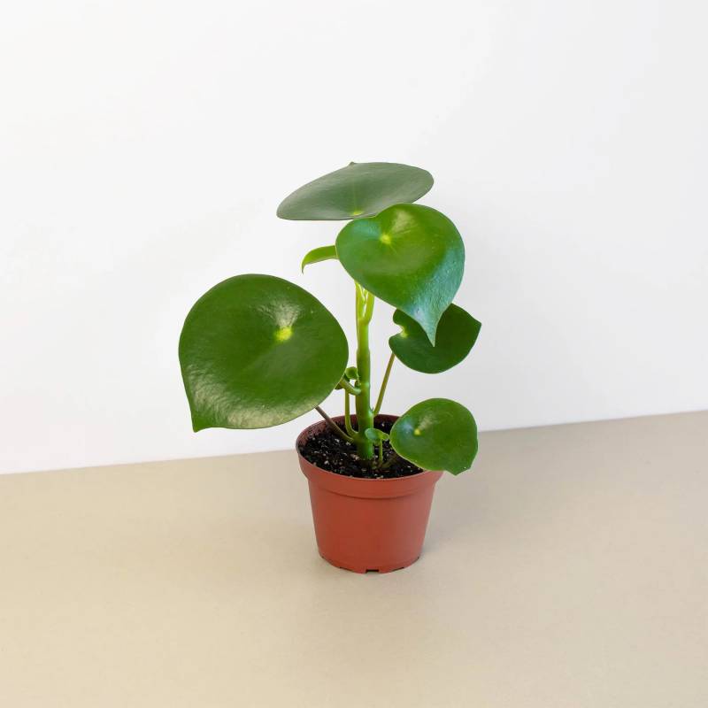 Peperomia Raindrop