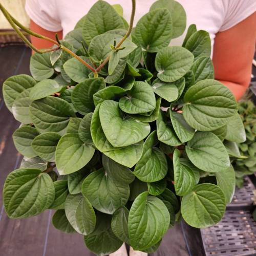 Peperomia Rana Verde