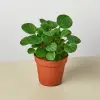 Peperomia Rana Verde