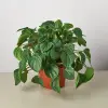 Peperomia Rana Verde