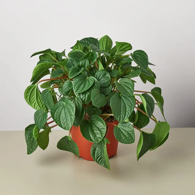 Peperomia Rana Verde