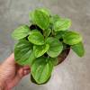 Peperomia Rana Verde