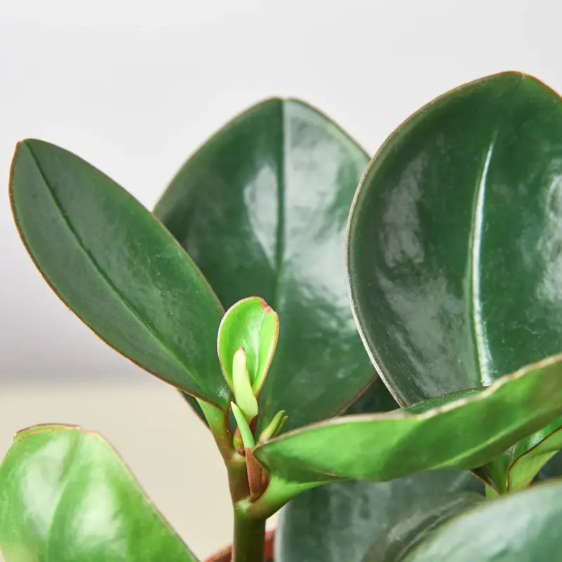 Peperomia Red Edge