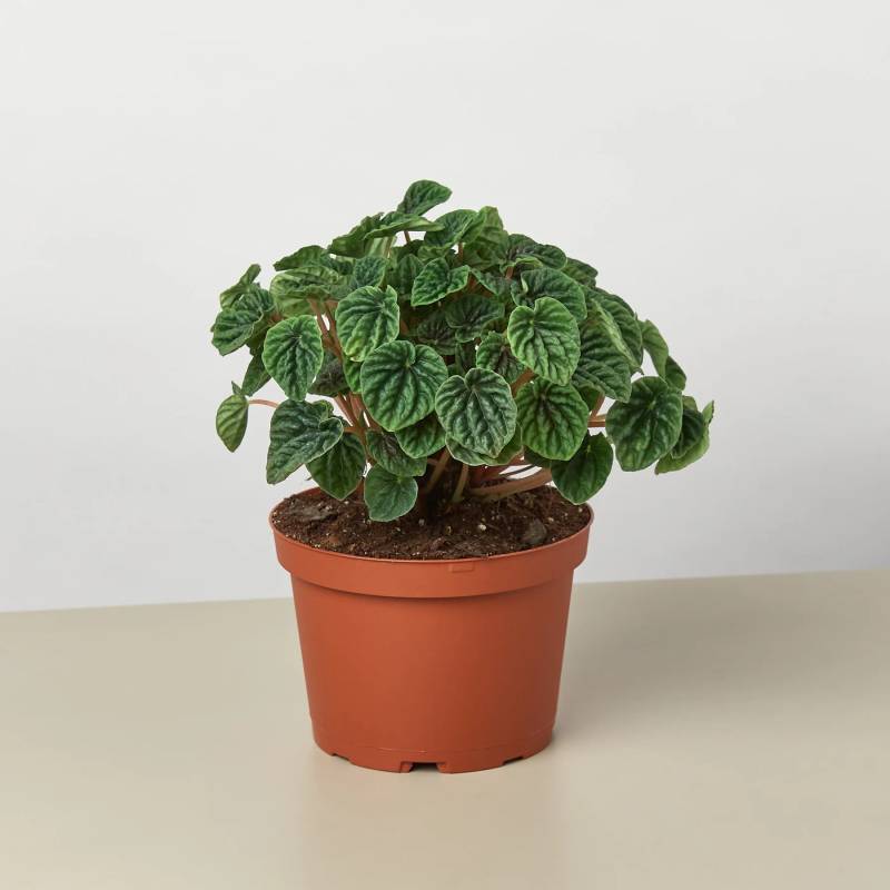 Peperomia Ripple