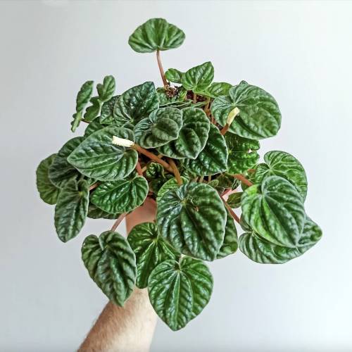 Peperomia Ripple