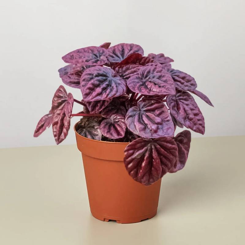 Peperomia Ripple Red